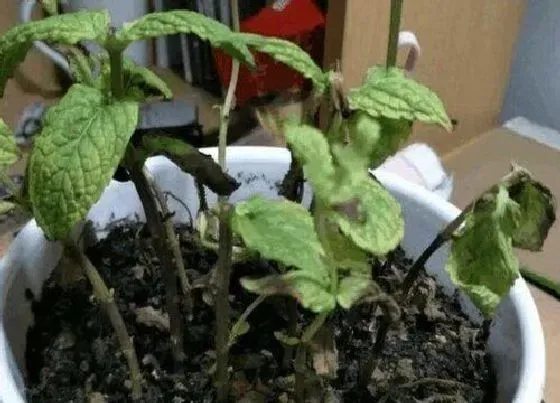 叶子发黄|薄荷叶片发黄原因和处理方法bb