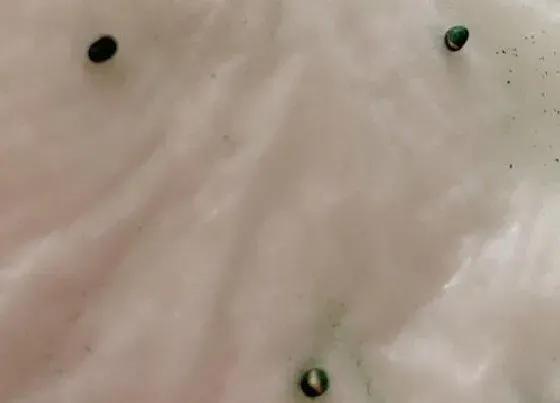 植物播种|卷心菜种子怎么来的