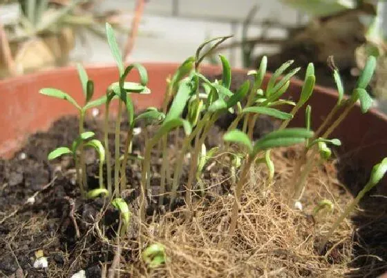 植物播种|波斯菊怎么留种子