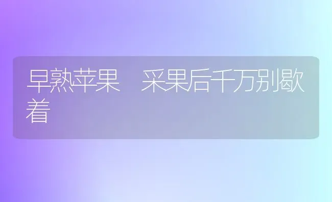早熟苹果 采果后千万别歇着 | 瓜果种植