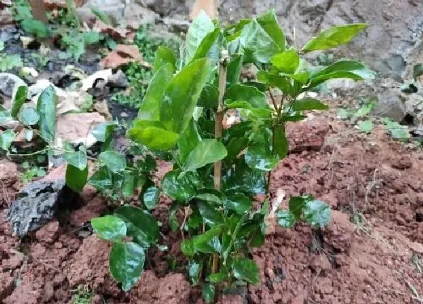 养殖科普|茉莉花怕冷还是怕热