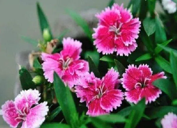 植物浇水|石竹花多久浇一次水