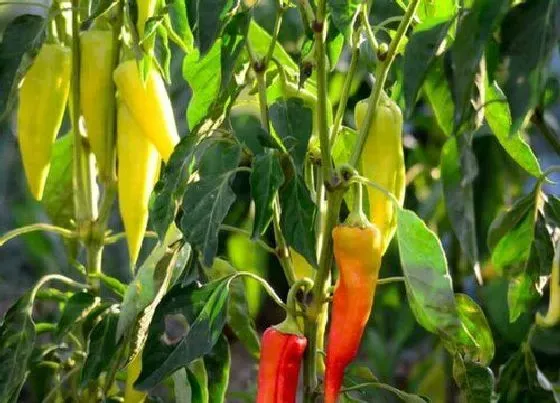 植物施肥|辣椒前期用什么肥料最好