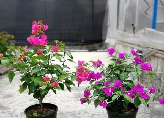 不开花|勒杜鹃为什么不开花
