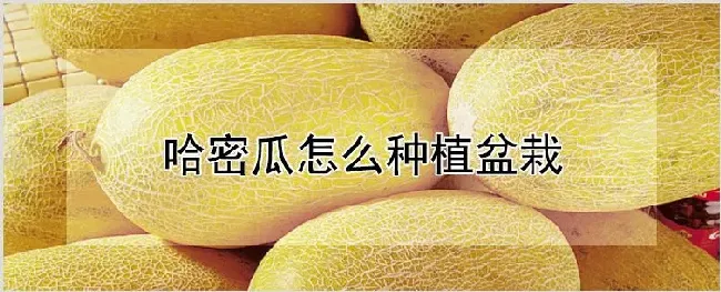 哈密瓜怎么种植盆栽 | 农业技术