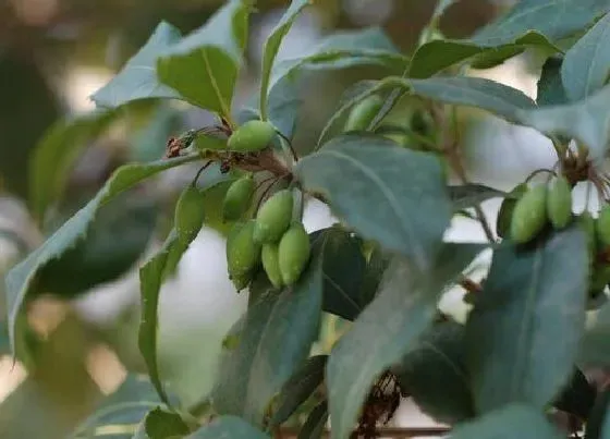 植物百科|桂花属于什么植物类型