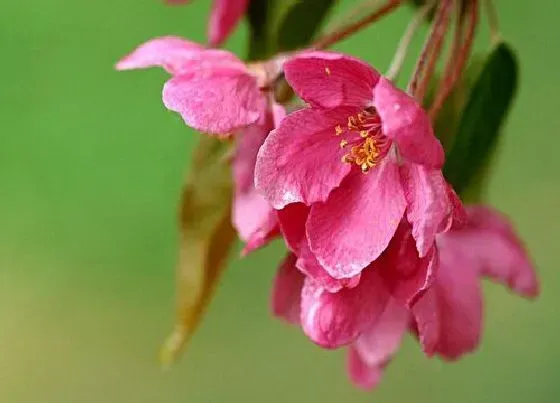 花期|北美海棠花期多长时间