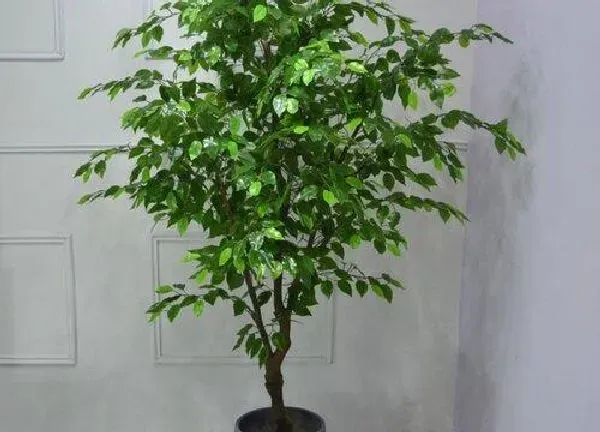 植物浇水|富贵树水浇多了怎么办