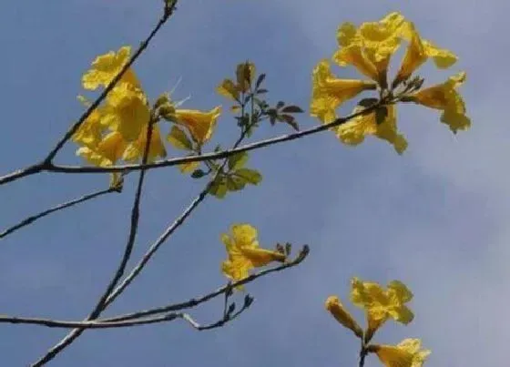 开花时间|黄花风铃木什么时候开花