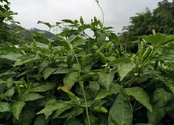 植物施肥|种辣椒用什么肥料最好