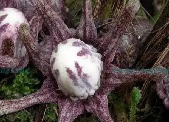 植物排行|能水培的植物有哪些