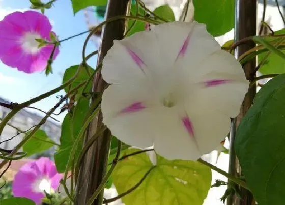 花朵|喇叭花的特点