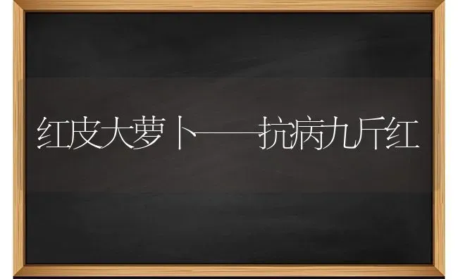 红皮大萝卜——抗病九斤红 | 蔬菜种植