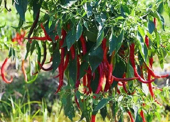 植物施肥|种辣椒用什么肥料最好
