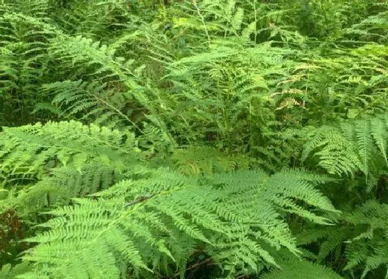 冬天植物|文竹耐冻吗 文竹冬天最低温度是多少能过冬