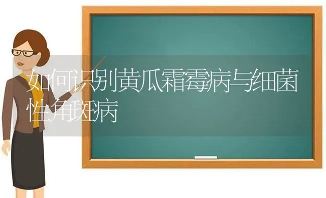 如何识别黄瓜霜霉病与细菌性角斑病 | 蔬菜种植