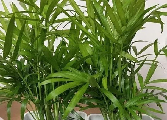 植物修剪|袖珍椰子怎么修剪方法