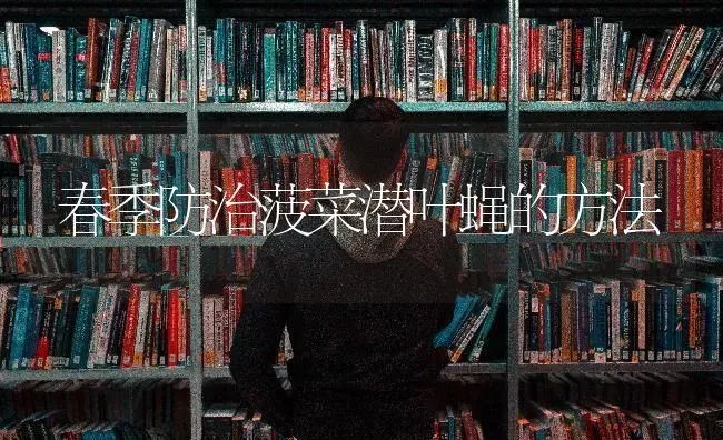春季防治菠菜潜叶蝇的方法 | 蔬菜种植