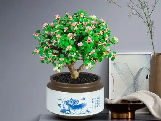 吸甲醛|金枝玉叶可以净化空气吗 有吸甲醛的作用吗