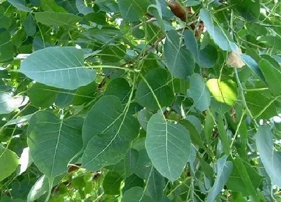 果实科普|菩提树多久开花结果