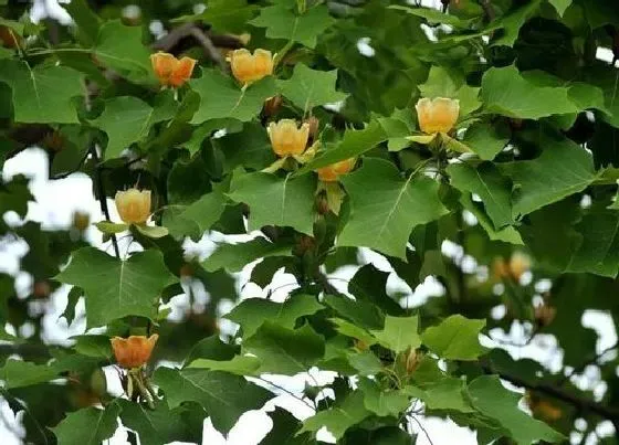 植物百科|鹅掌楸是什么植物