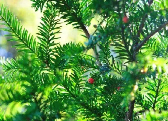 植物排行|常见裸子植物有哪些