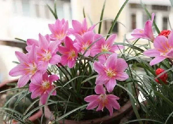 植物浇水|风雨兰多久浇一次水