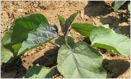 蔬菜苗期常见生理性病害的防治 | 种植技术