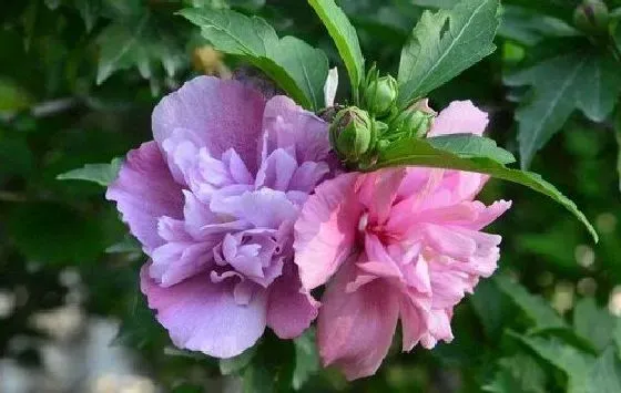 植物修剪|木菊什么时候剪枝合适 几月修剪为最佳时间