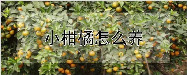 小柑橘怎么养 | 农业技术