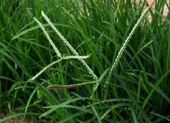 植物种类|牛筋草是落叶植物吗