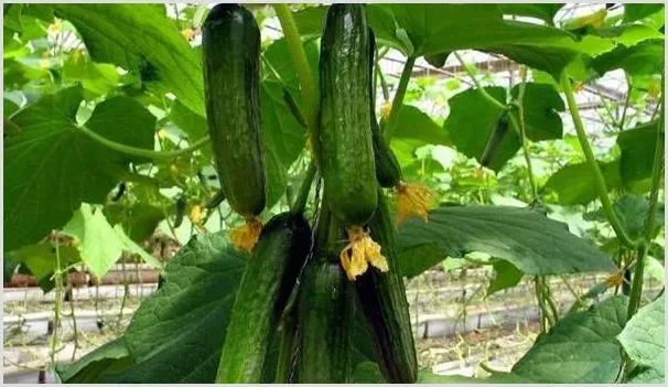 春季大棚黄瓜的种植栽培技术讲解 | 养殖技术