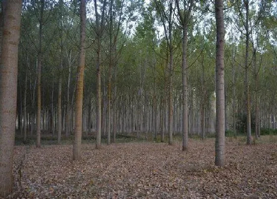 植物百科|杨树属于什么类植物