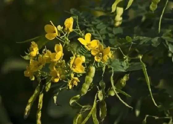 植物百科|槐树生长在什么地方