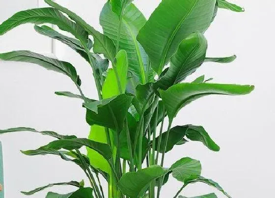 植物病害|鹤望兰炭疽病的发病原因及治疗方法