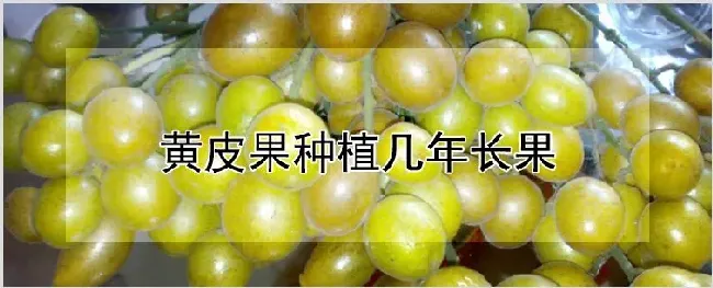 黄皮果种植几年长果 | 耕种资料