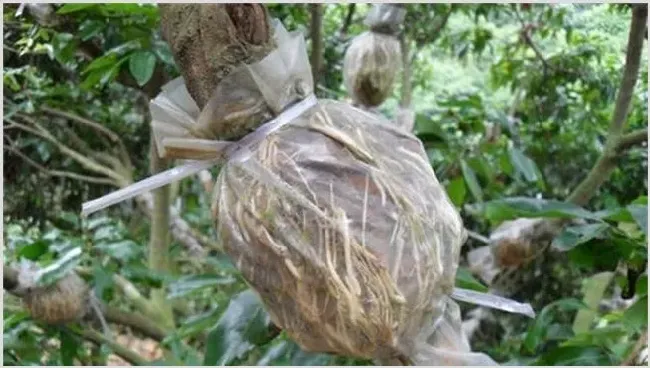 荔枝高压繁殖技术讲解 | 农业科普