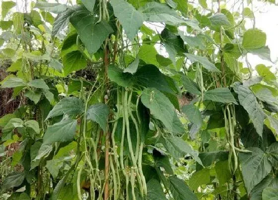 种植方法|泰国架豆王种植时间和方法