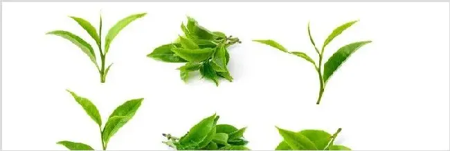 茶叶烘焙提香的方法 | 种植资料