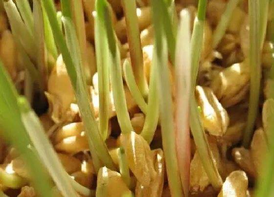 生长环境|豆芽的生长环境及生长地方条件