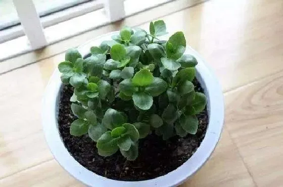 冬天植物|长寿花怎么过冬天