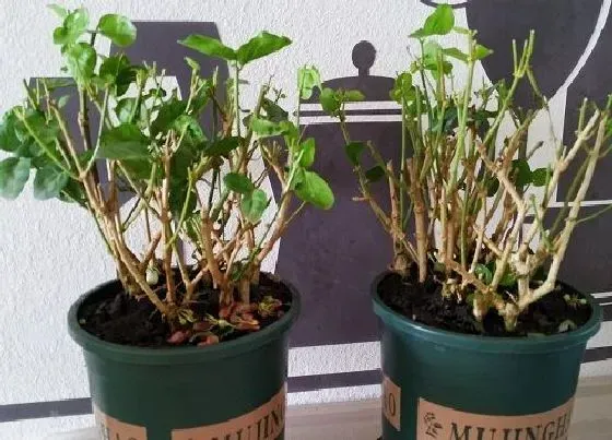 植物修剪|茉莉花怎么修剪枝叶 图解茉莉花的剪枝方法