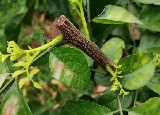 植物修剪|黄皮果什么时候剪枝合适