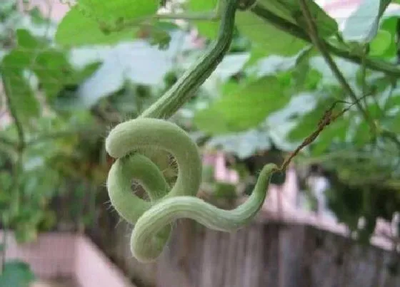 种植方法|蛇瓜种植时间和方法