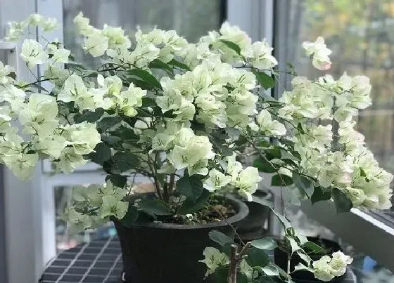 植物百科|骨粉对植物的作用与功效 骨粉种花卉有什么好处