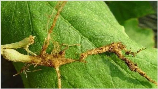 豆角沤根原因及防治方法介绍 | 种植病虫害