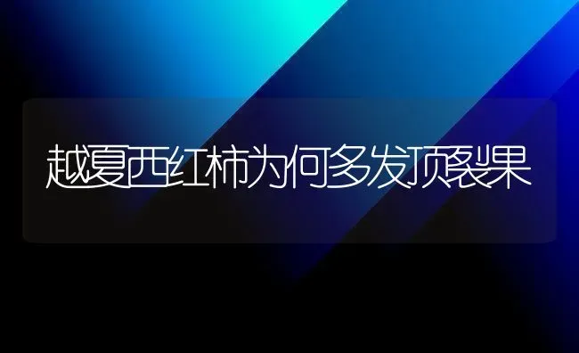 越夏西红柿为何多发顶裂果 | 瓜果种植