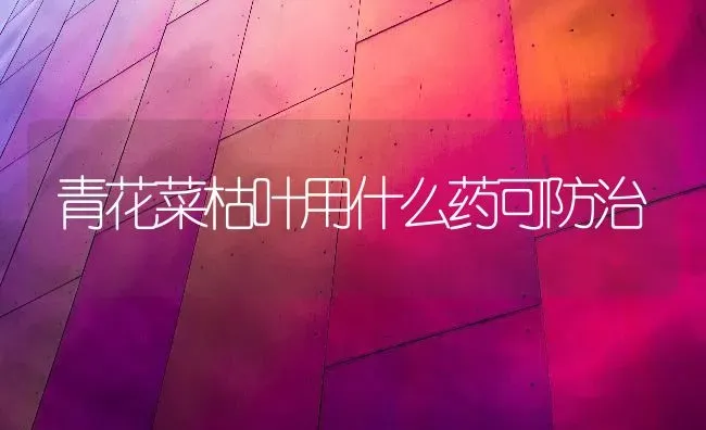 青花菜枯叶用什么药可防治 | 蔬菜种植