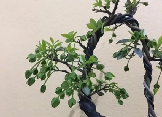 植物百科|金弹子生长在什么地方