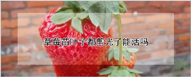 草莓苗叶子都剪光了能活吗 | 农业科普